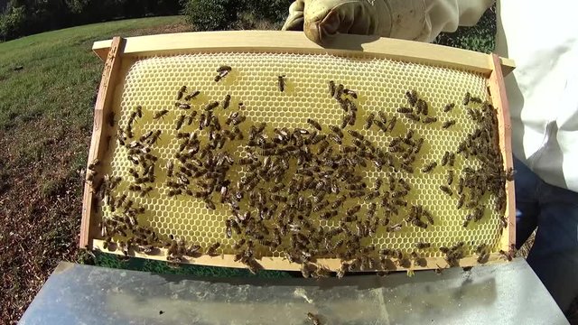 Futterkontrolle im Bienenvolk