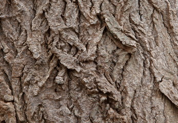 Tree bark background