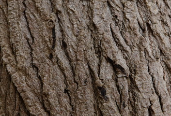 Tree bark background
