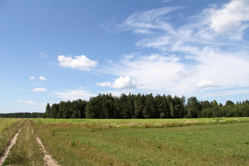 Obraz premium summer landscape under clouds/ overgrown old road runs along green forests