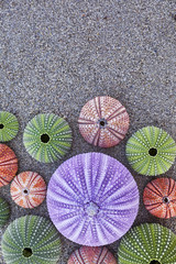 Fototapeta na wymiar violet and colorful sea urchins on wet sand beach, space for typing