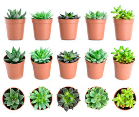 Set of pot plant Echeveria and other succulents in different typ
