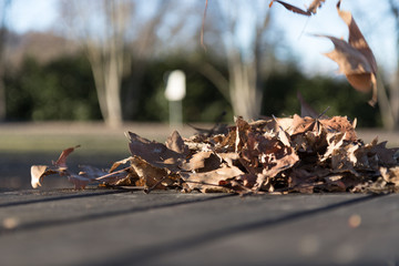 Autumn Leaves