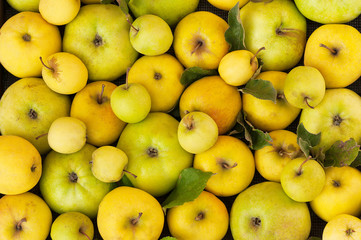 Fresh yellow, green organic apples. Autumn nature concept. Natural background. Top view.