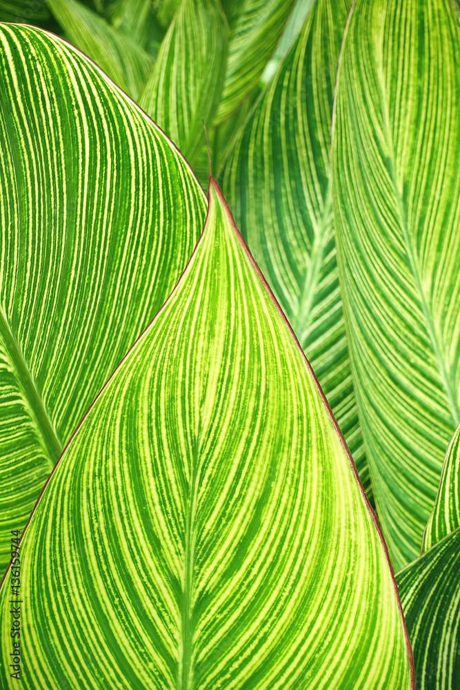 Wall mural Green leaf background