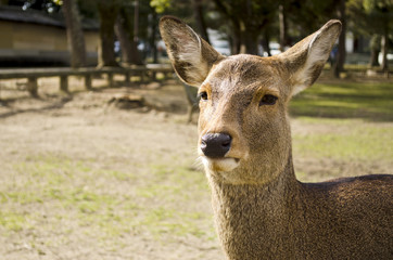 Fototapeta premium Close up of a Sika Deer