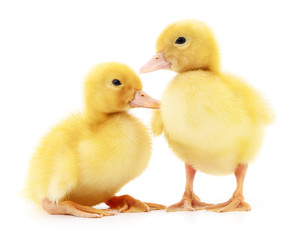 Two yellow ducklings.
