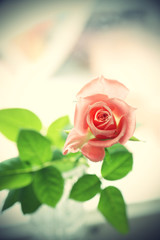 Beautiful pink rose