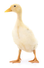 One yellow duckling.