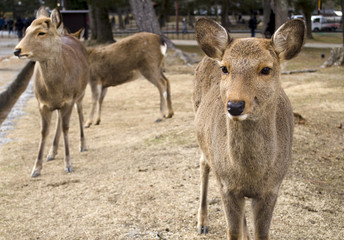 Sika Deer in Japan