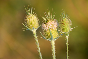 Teasel in nature, Teasel flower in bloom in a closeup