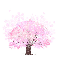 Obraz premium 桜 大木 一本桜