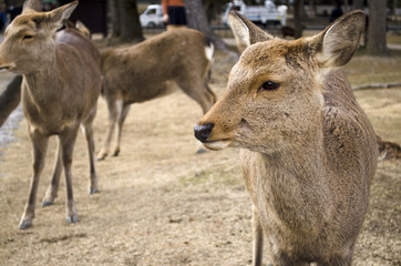 Sika Deer