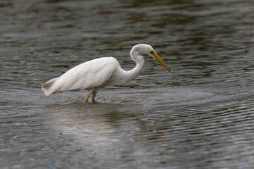 great white egret (egretta alba) with tiny fish in beak