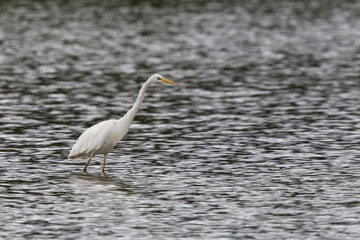 Great white Egret (egretta alba) walking and wading