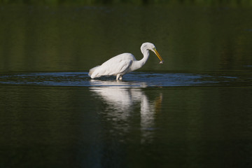 great white egret (egretta alba) with tiny fish in beak