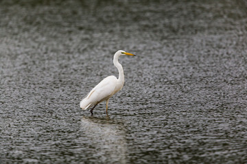 Great white Egret (egretta alba) walking and wading
