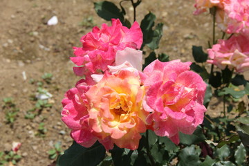 バラ/リオ・サンバ(山形県)