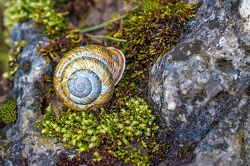 Snail on stone