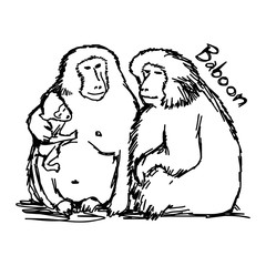 vector illustration sketch hand drawn with black lines of baboon