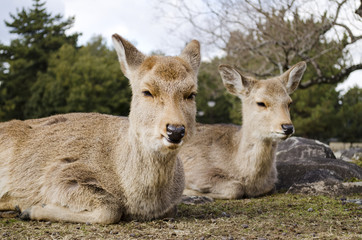 Naklejka na ściany i meble Sika Deer Nara Japan