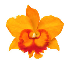 Obraz na płótnie Canvas Orange Orchid
