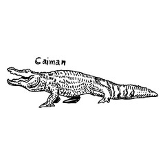 vector illustration sketch hand drawn with black lines of caiman