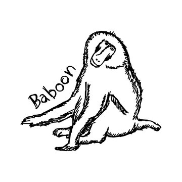 vector illustration sketch hand drawn with black lines of baboon