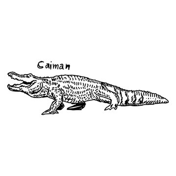 vector illustration sketch hand drawn with black lines of caiman
