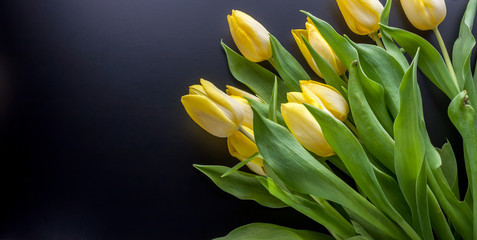 yellow tulips on a black background