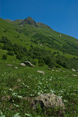 Fototapeta na wymiar sub-alpine meadows, near the mountain pass