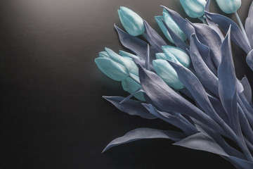 blue toned tulips on a black background