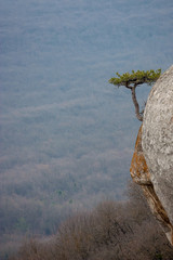 Lonely pine tree on rocks top