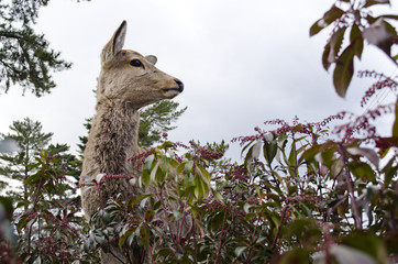 Sika Deer in the Bushes