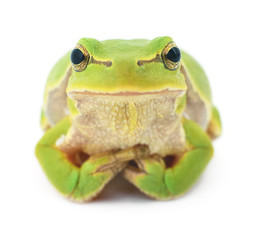 Green frog isolated.