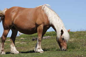 Cheval comtois dans les Pyrénées