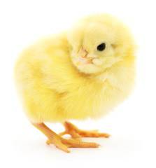 Small yellow chicken.