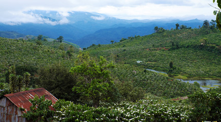 Fototapeta na wymiar wide coffee plantation in blossoms season