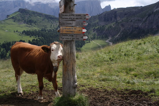 hills id koiranruoka