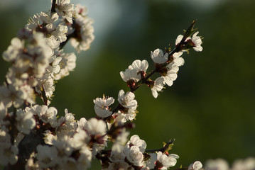 sakura