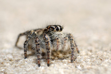A jumping spider on the rock, Lovely big eyes jumping spider on the rock

