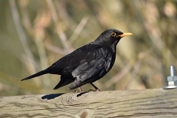 Stolzes Amselmännchen auf einem Holzbalken (Großaufnahme)