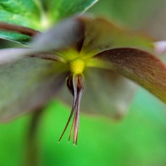 Christmas rose, winter rose, helleborus, hellebore
