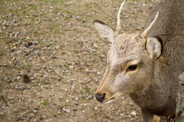 Close up of Sika Deer