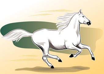 Obraz na płótnie Canvas white horse galloping free in the wind.