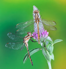 Dragonfly Orthetrum chrysostigma (female) on a plant