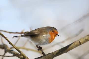 Robin sitting on a branch sideways to the camera