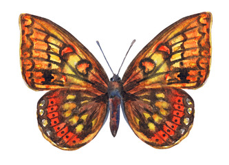 Fototapeta na wymiar Yellow-brown butterfly, watercolor illustration on a white background.
