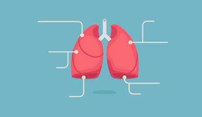 Lungs vector illustration