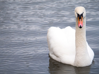 Obraz premium A mute swan showing its plumage